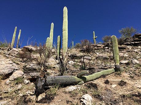Looking up a saguaro-laden slope, with a bright blue sky above